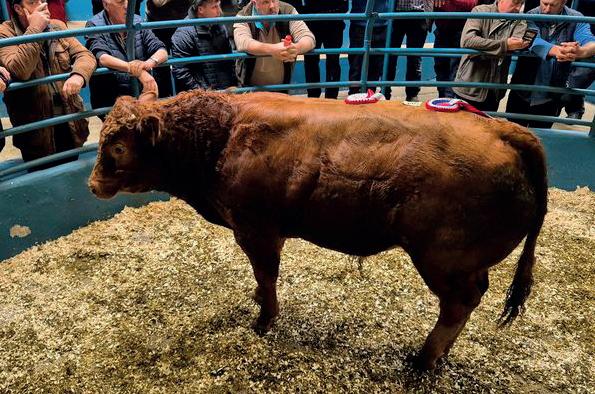 Kanturk Co-Operative Mart Weanling Show and Sale