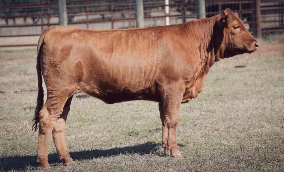 Seeing Red: Understanding Akaushi Cattle