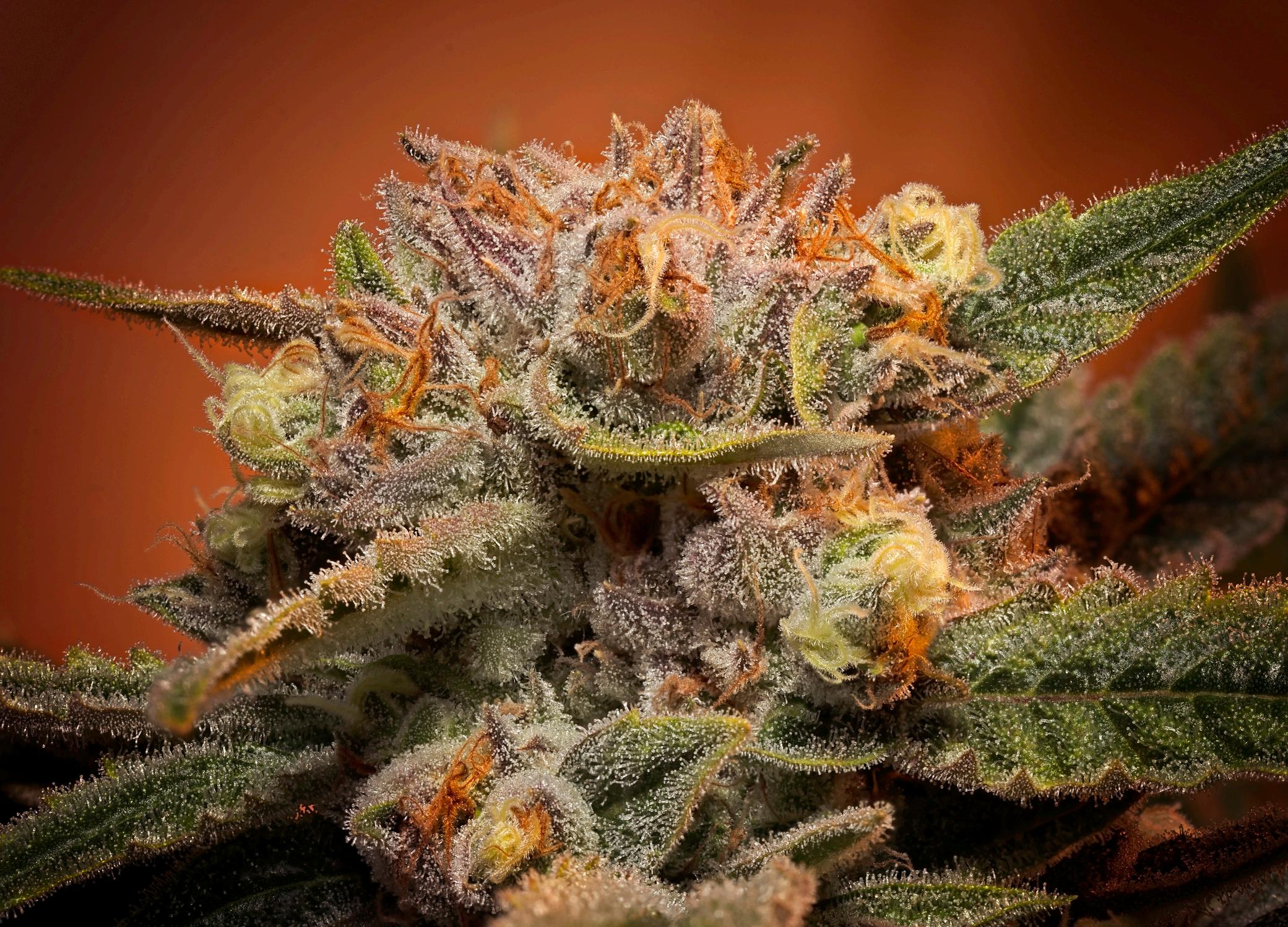 Turkey & Tokes: A Complete Guide to Hosting a Cannabis-Friendly Thanksgiving