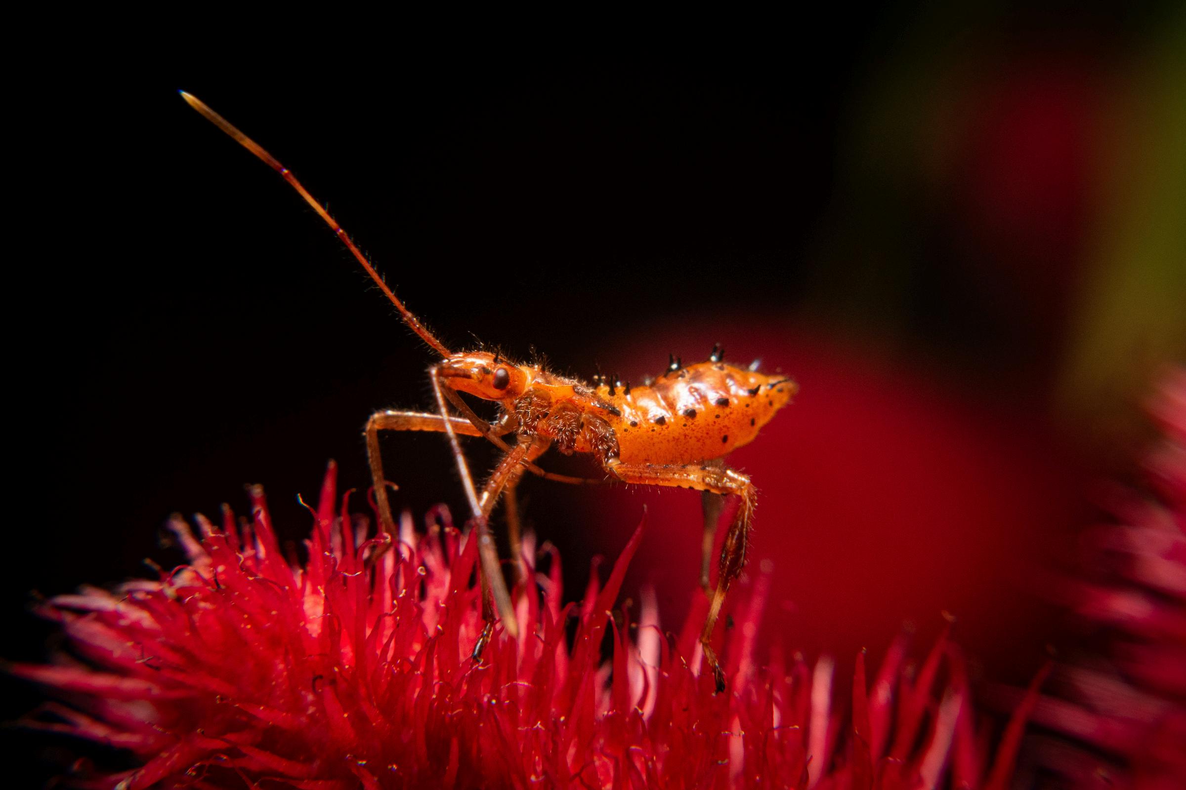 CHITIN by felipe_1902x - Issuu