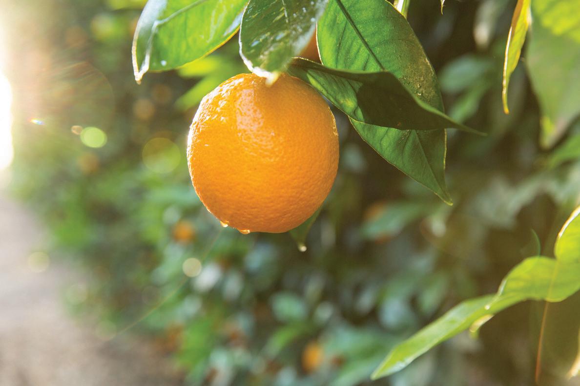 Perricone Farms Product Guide by Nataliesoj - Issuu