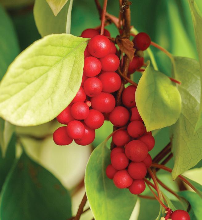 The Old Farmer's Almanac 2025 Garden Guide by Yankee Magazine Issuu