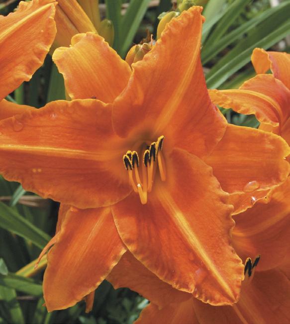 Oakes Daylilies 2025 Catalog by Oakes Daylilies Issuu