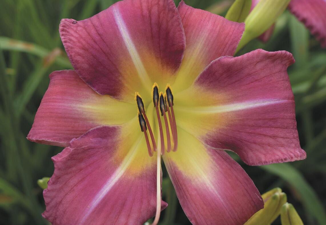 Oakes Daylilies 2025 Catalog by Oakes Daylilies Issuu