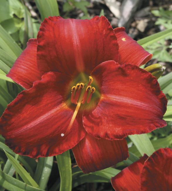 Oakes Daylilies 2025 Catalog by Oakes Daylilies Issuu
