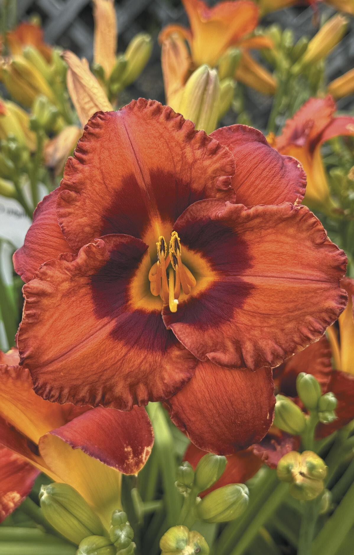 Oakes Daylilies 2025 Catalog by Oakes Daylilies Issuu