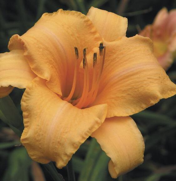 Oakes Daylilies 2025 Catalog by Oakes Daylilies Issuu