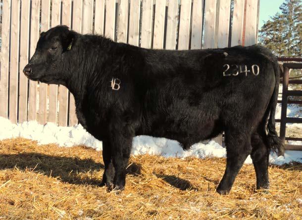 GBT Angus 2 Year Old Bull Sale 2025 by DLMS-Cattlevids.ca