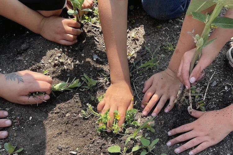 Voices of Youth: ¿Qué crece en la milpa? Para estos jovenes, identidad y conexión