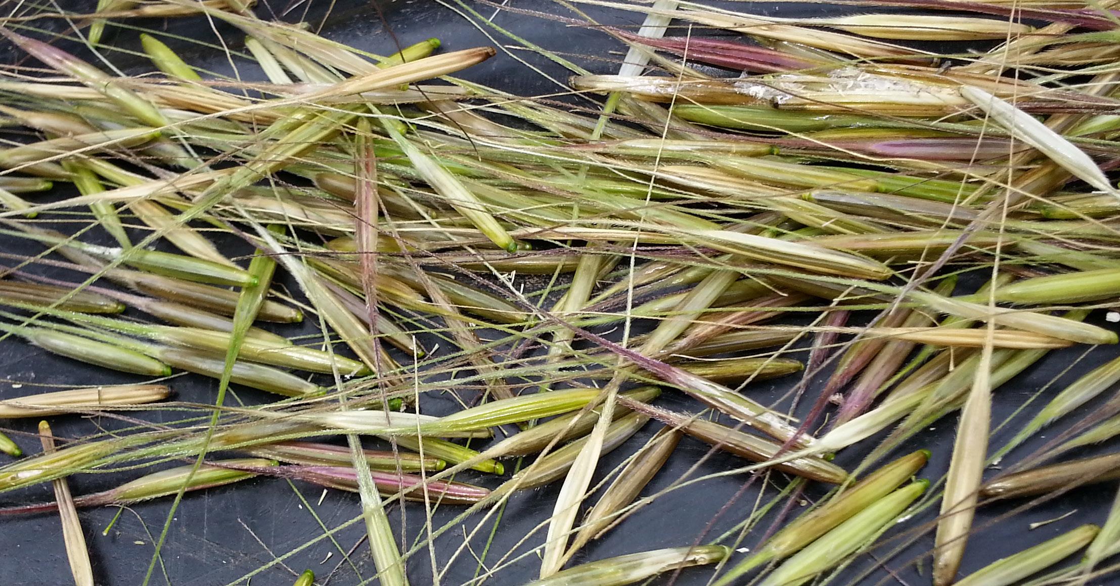 Saving The 'Food That Grows On Water' | DNR Partners With Tribes To ...