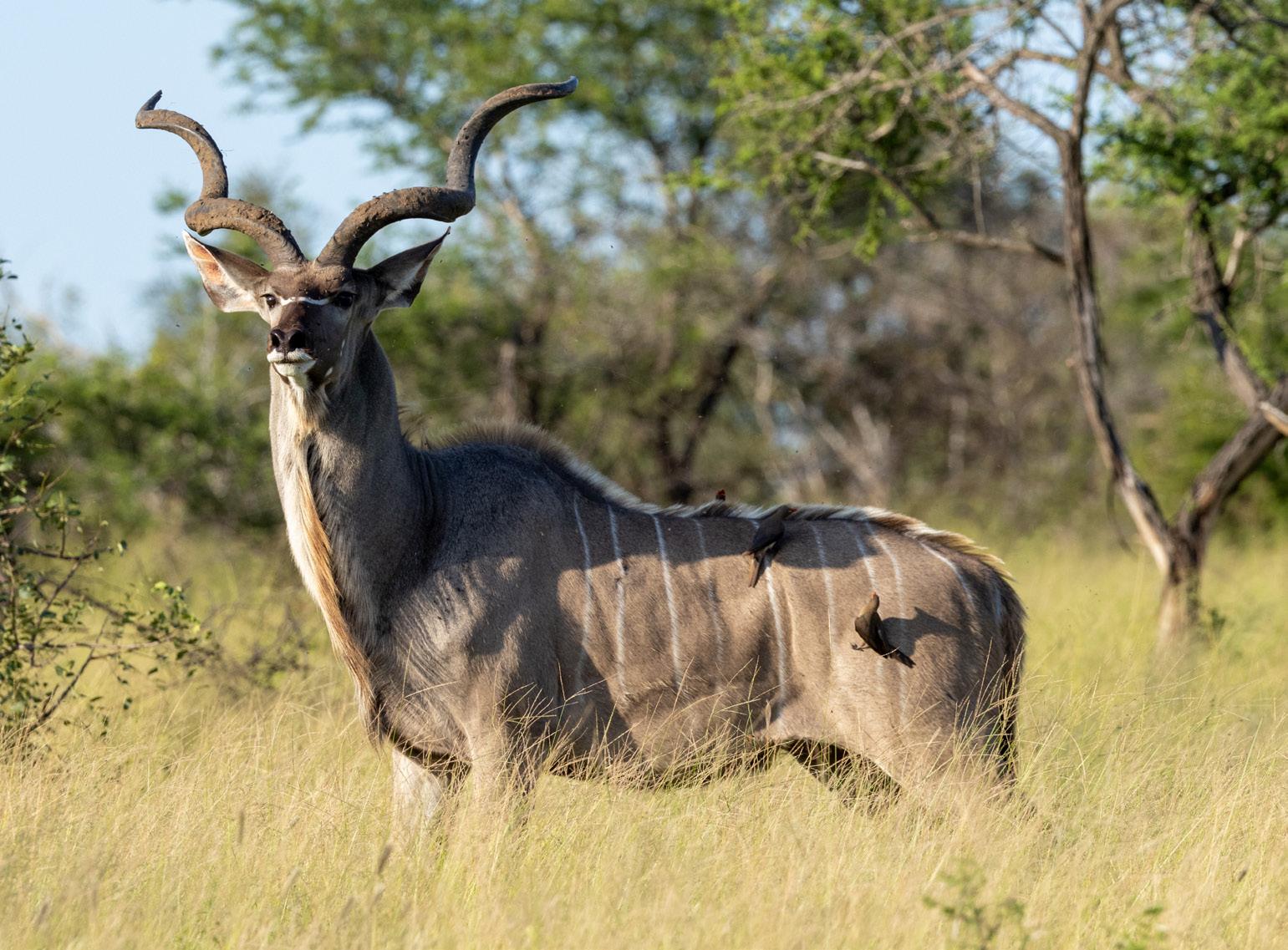 Limpopo | Regional Focus
