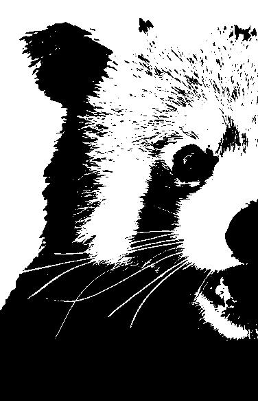 Panda Fiction of Red Panda by Suvrajyoti Chakraborty - Issuu