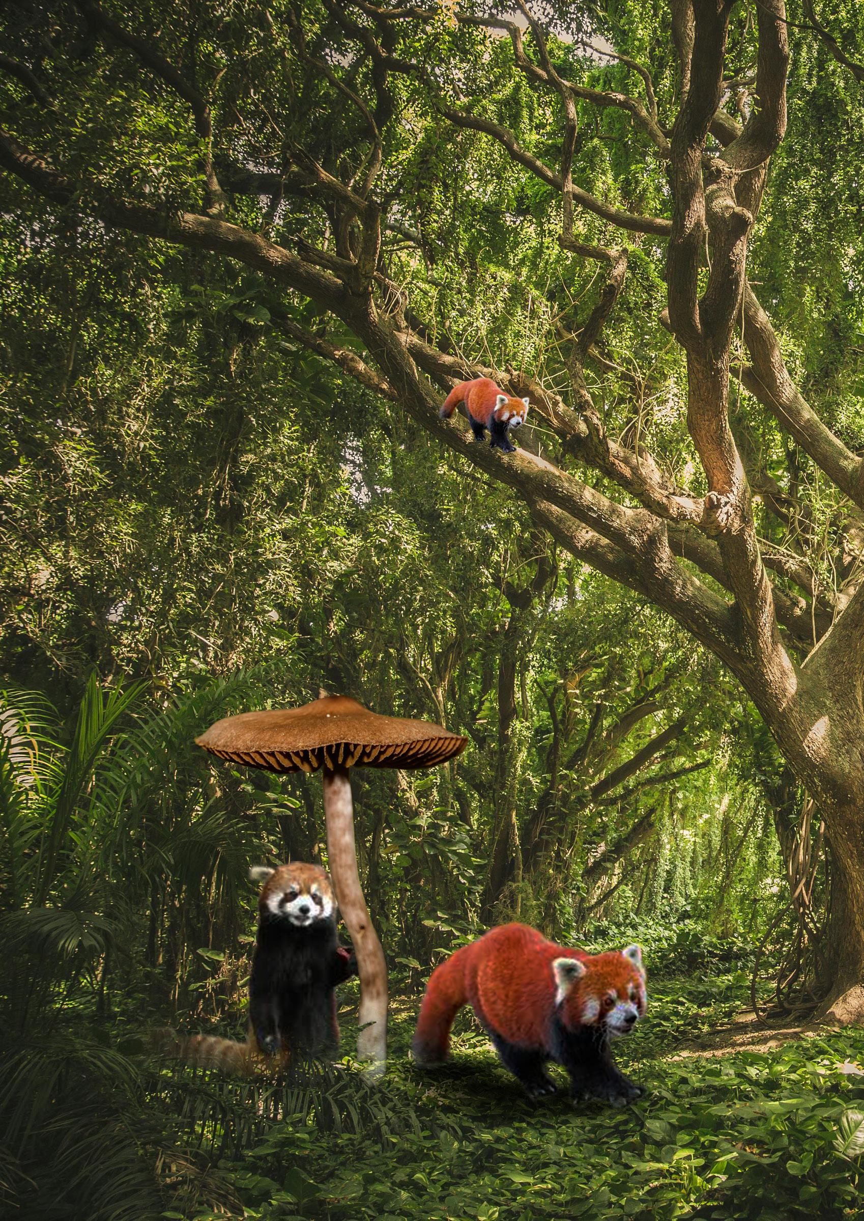 Panda Fiction of Red Panda by Suvrajyoti Chakraborty - Issuu