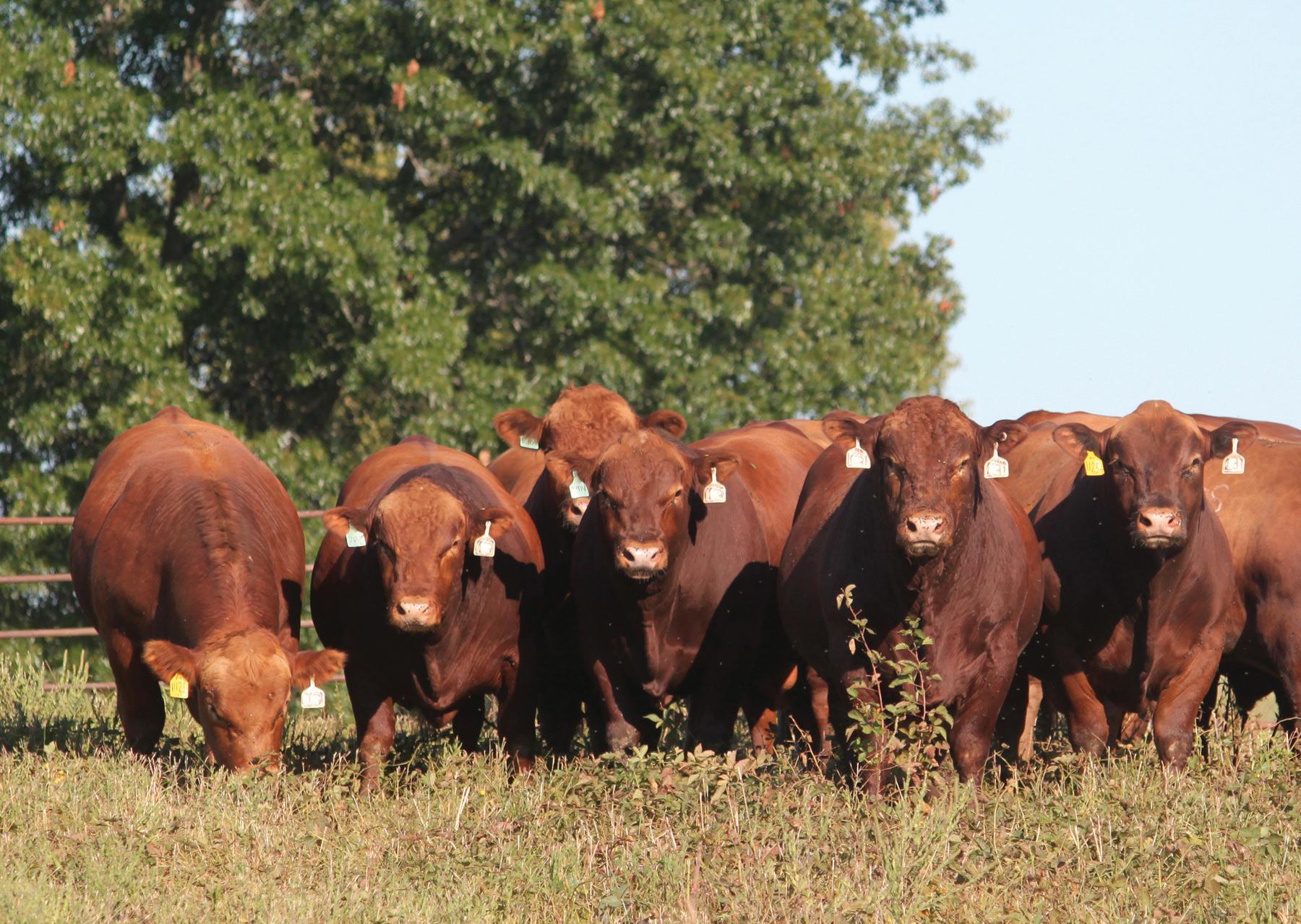 Seedstock Plus Red Reward Bull and Female Sale Catalog by Ranch House ...