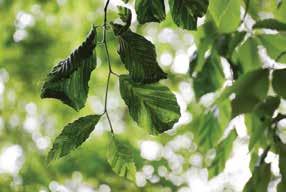 Cover for Research brief: Beech leaf disease threatens NH forests