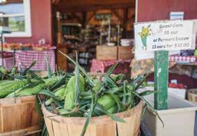 Cover for Research brief: Building a resilient food system
