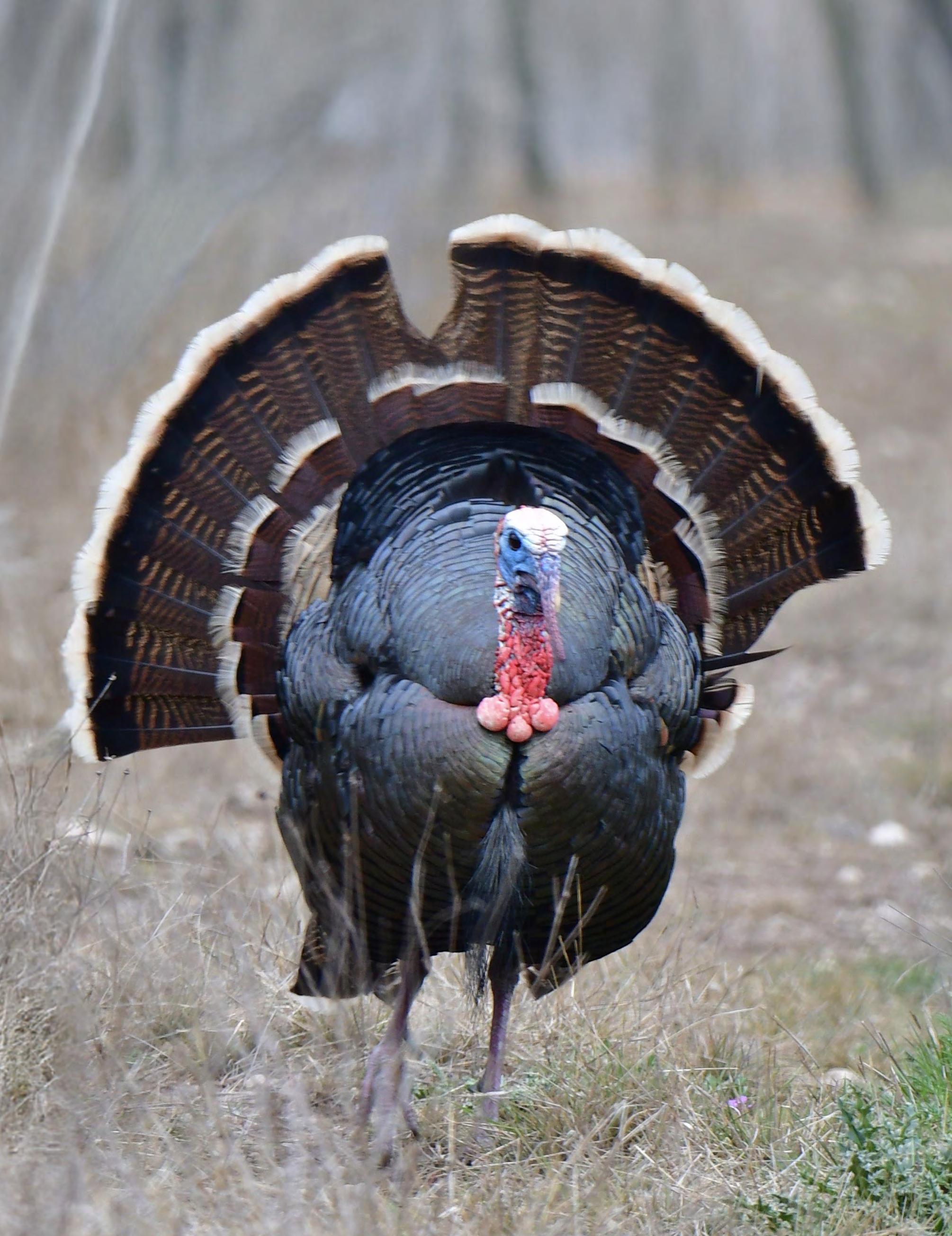 parley blue 50 tobacco turkey review Issuu