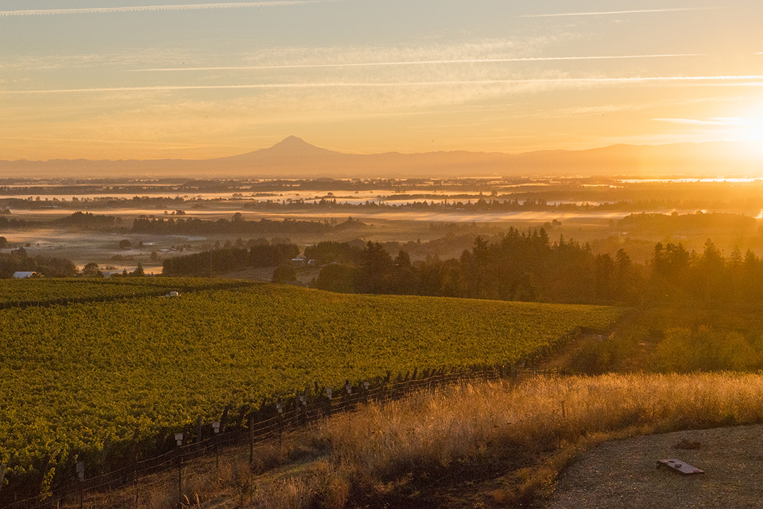 Romantic Oregon Wine Country Escapes for Fall