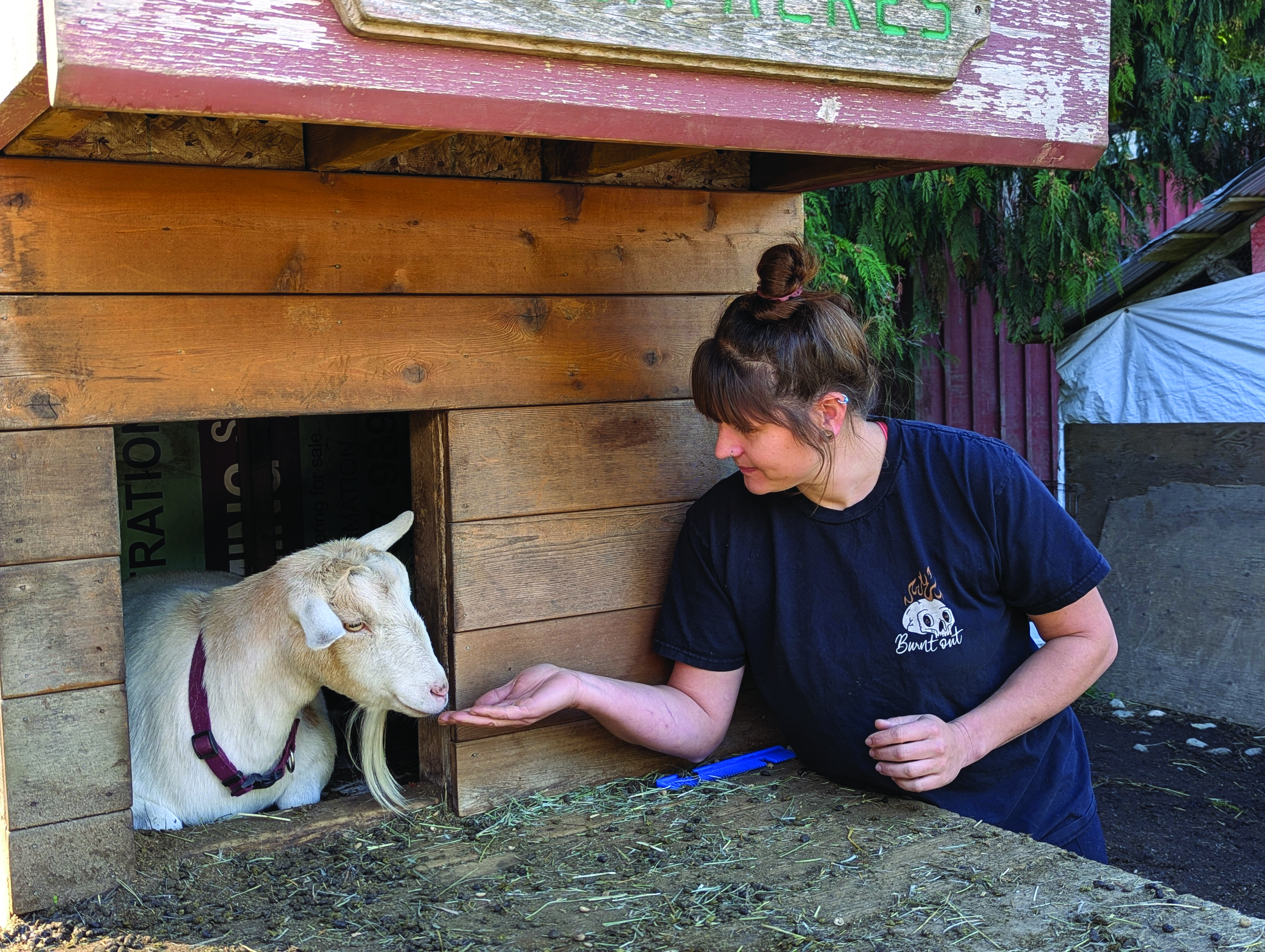 Cover for Room for all creatures great and small