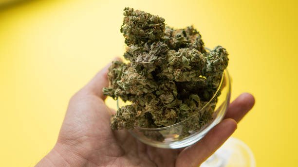 Cannabis Etiquette - Navigating the Social Aspects of Marijuana Culture