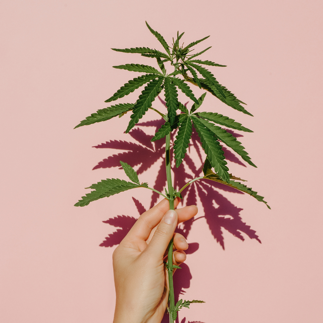 Celebrating the Matriarchs of Cannabis